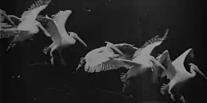 Image 23Flying pelican captured by Marey around 1882. He created a method of recording several phases of movement superimposed into one photograph (from History of film technology)