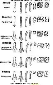 Image 1Diagram by O.C. Marsh of the evolution of horse feet and teeth, reproduced in T. H. Huxley's 1876 book, Professor Huxley in America (from History of paleontology)