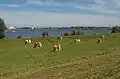 near Eiland van Maurik, panorama with cows