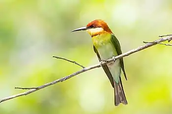 Image 6Chestnut-headed Bee-eaterPhoto: JJ HarrisonThe Chestnut-headed Bee-eater (Merops leschenaulti) is a bird found in South and Southeast Asia. Averaging 18–20 centimetres (7.1–7.9&nbsp;in) in length, the bird prefers eating insects such as bees.More selected pictures