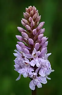 Hybrid between D.&nbsp;fuchsii and Gymnadenia conopsea