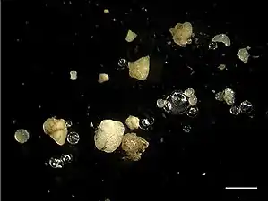Microplastics among sand and glass spheres in sediment from the Rhine. The white bar represents 1&nbsp;mm.