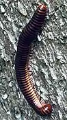 Millipede: many legs,2 pairs per segment