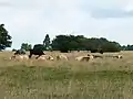 Cattle on Minchinhampton Common