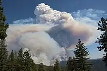 A massive sharply defined gray column of smoke puffs out and turns white in a blue sky, glimpsed from amid conifer trees on the far side of a forested canyon.