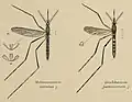 Coloured drawing of two mosquitoes displayed as scientific specimens