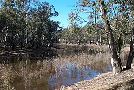 A view down the Murray River&nbsp;–  every tree pictured is a river red gum.