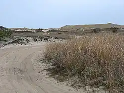 Dunes at Napeague State Park.