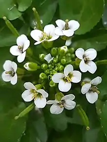 Closeup photograph of watercress inflorescence, with several white flowers and many flower buds
