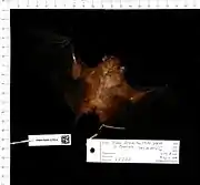 An orange-brown bat with black wings