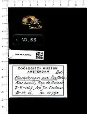 A bat skull with the mouth open