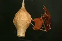 Write a caption here