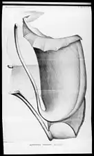 Illustration of N.&nbsp;truncata from Macfarlane's type description of 1911