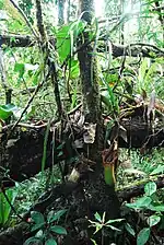 An epiphytic N.&nbsp;truncata from the Pantaron Range near San Fernando