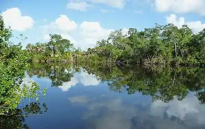 Image 5The New River near its estuary into the Caribbean Sea (Corozal District, Belize)