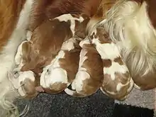 Image 49Newborn Welsh Springer Spaniels (from Puppy)