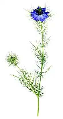 Nigella damascena, botanical scan