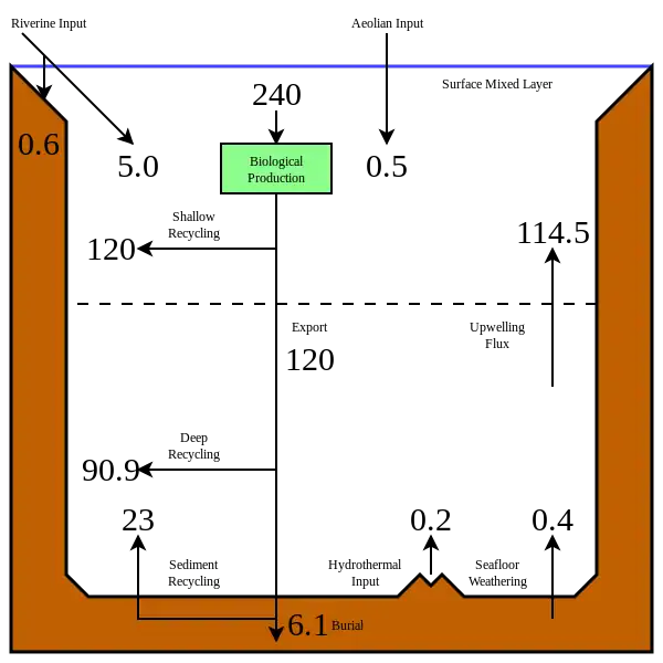 The modern oceanic silicon cycle&nbsp;&nbsp;&nbsp;&nbsp;&nbsp;&nbsp;&nbsp;&nbsp;&nbsp;Fluxes are in T mol Si y−1 (28 million metric tons of silicon per year)