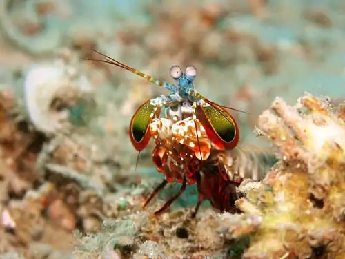 Image 10Mantis shrimpCredit: Jens PetersenMantis shrimp (peacock mantis shrimp – Odontodactylus scyllarus – pictured) are marine crustaceans of the order Stomatopoda. They take their name from the physical resemblance to praying mantises and shrimp.More selected pictures