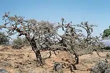 Image 16Frankincense trees in Dhofar in southern Oman (from Tourism in Oman)
