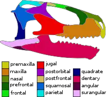Skull of the basal eusphenodontian Opisthiamimus