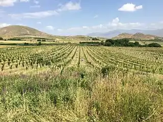 Orchards near Azatek