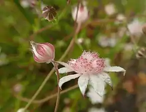 Flower and buds