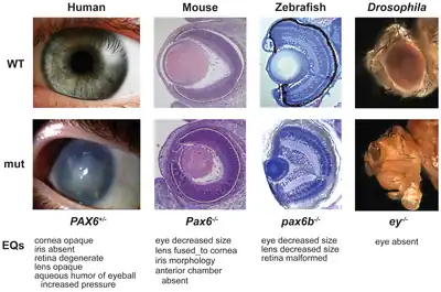 Image 13The pax-6 gene controls development of eyes of different types across the animal kingdom. (from Evolutionary developmental biology)