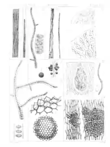 Only the bottom right corner is relevant. It shows a small and a big cluster of Choreoclonium procumbens parasitizing a moss leaflet.
