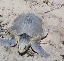 Kemp's ridley sea turtle nesting