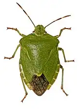 A true bug(Hemiptera)