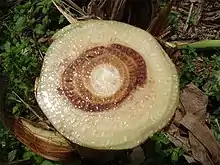 A banana tree cut horizontally to show the fungus development in the interior of the tree