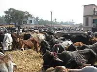 Cattle market