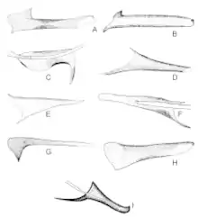 Image 17Variety of male structures in Phlebotominae (Diptera, Psychodidae) (from Insect reproductive system)
