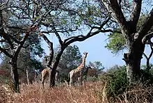 Image 5Giraffes in Waza National Park (from Tourism in Cameroon)