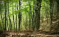 Beech forest in the Aurunci Mountains, Italy