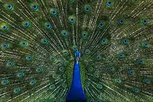 Image 58The blue peafowl (Pavo cristatus), a large and brightly coloured bird, is a species of peafowl native to the Indian subcontinent, but introduced in many other parts of the world. The photo shows a peacock displaying its train at Bangabandhu Sheikh Mujib Safari Park.Photo Credit: Azim Khan Ronnie