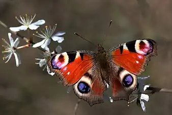 A butterfly(Lepidoptera)