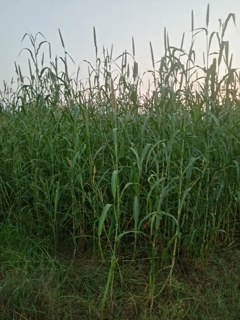Pearl millet (باجرہ)