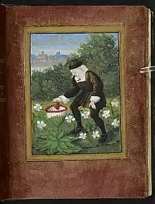 Miniature from the Petit Livre d'Amour (c. 1500), showing the author Pierre Sala&nbsp;[fr] depositing his heart in a marguerite flower (symbolizing his mistress, who was called Marguerite). Also worth mentioning is the miniature on fol. 13r, showing two women catching winged hearts in a net.