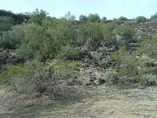 The Hedgpeth Hills and Sonoran Desert viewed from the center