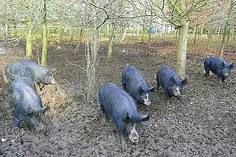 At North Standen, in Berkshire