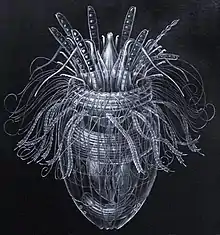 Armoured Pliciloricus enigmaticus, about 0.2&nbsp;mm long, live in spaces between marine gravel