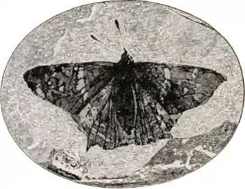 Image 30Prodryas persephone, a Late Eocene butterfly (from Mutation)