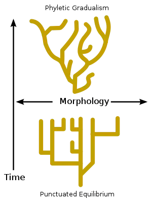 Image 25Phyletic gradualism, above, consists of relatively slow change over geological time. Punctuated equilibrium, bottom, consists of morphological stability and rare, relatively rapid bursts of evolutionary change. (from Speciation)