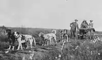 Image 40Cart dogs, c. 1900; different in appearance but doing the same work (from Dog type)
