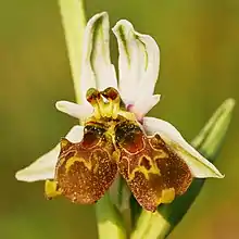 Image 10Mutation with double bloom in the Langheck Nature Reserve near Nittel, Germany (from Mutation)