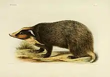 Gray mustelid