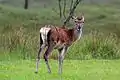 Young stag in Great Glen in Scotland