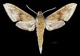 R. c. aurifera, dorsal view